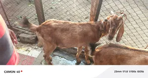 Black Bengal Goat