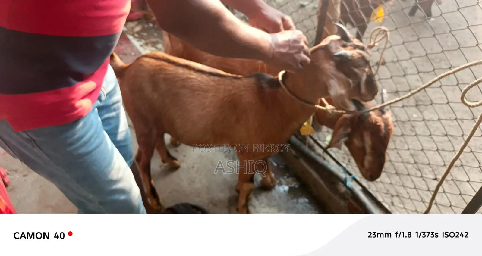Black Bengal Goat