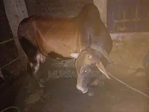 কোরবানির ষাড় গরু