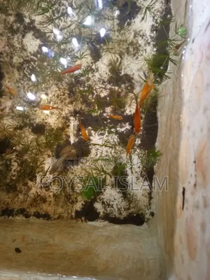 Red Tell Platy লেডটেল প্লাটি ফুল অ্যাডাল্ট