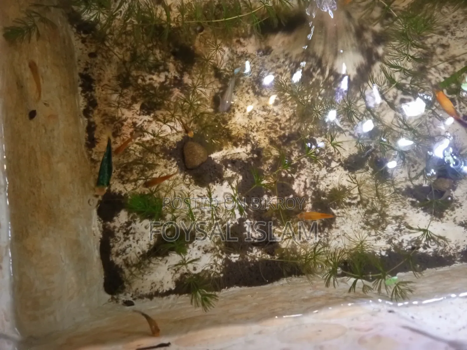 Full Adult Red Tail Platy