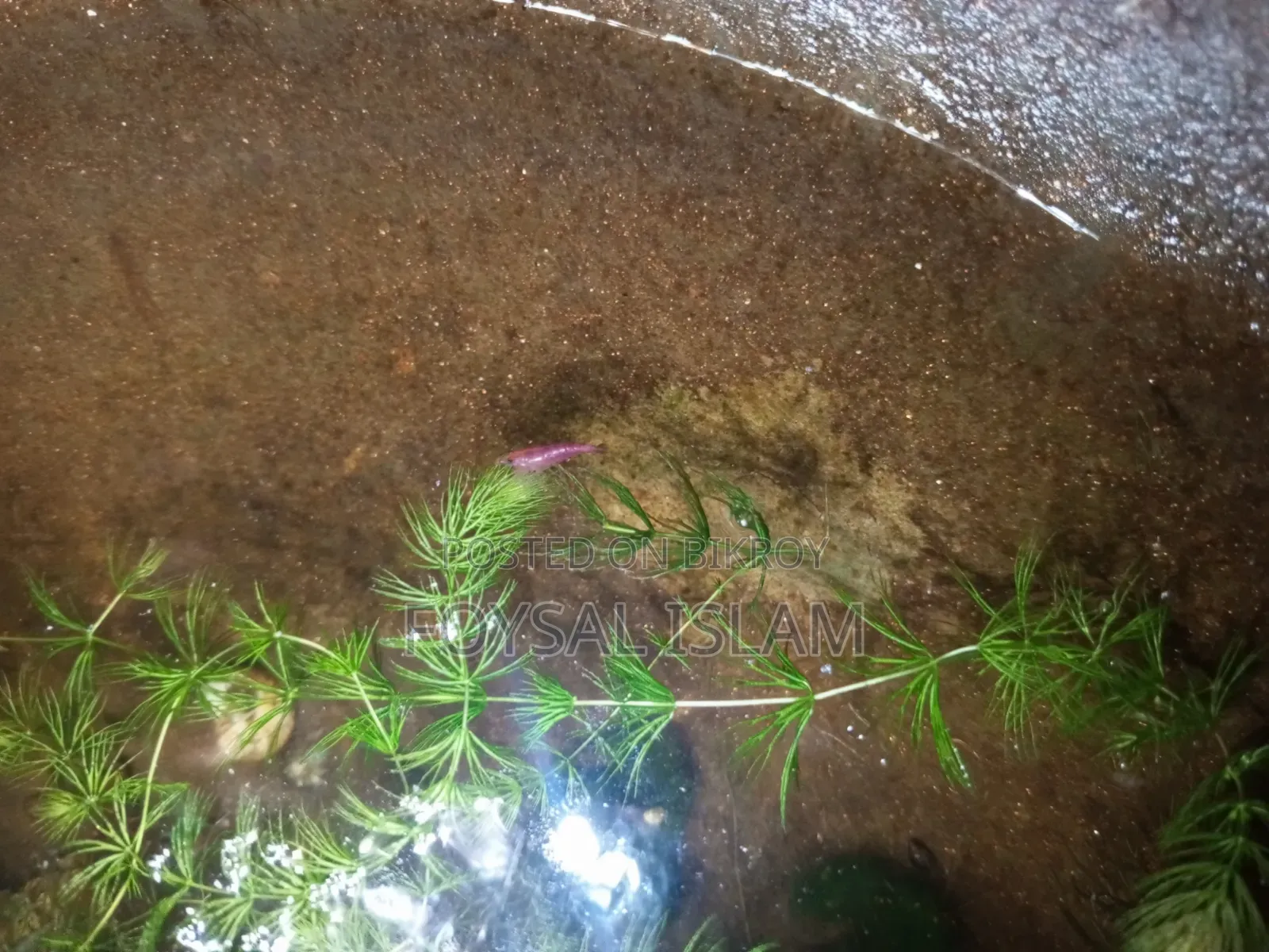 Red Shrimp