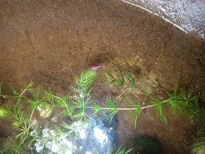 Red Shrimp