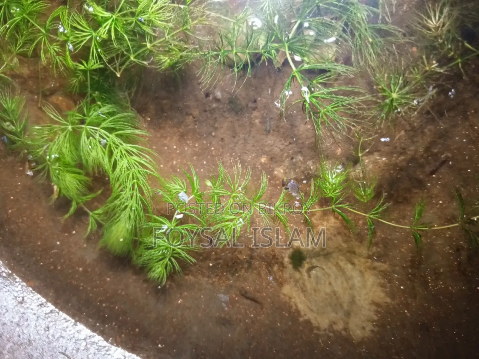 Red Shrimp