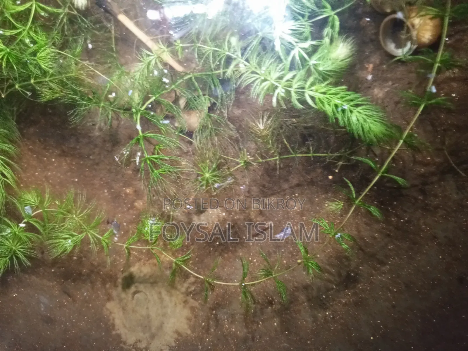 Red Shrimp
