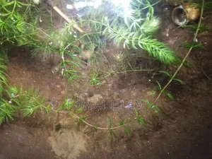 Red Shrimp