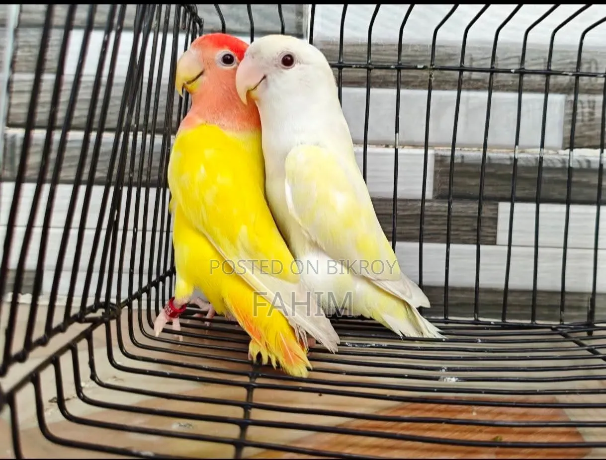 Love Bird Pair