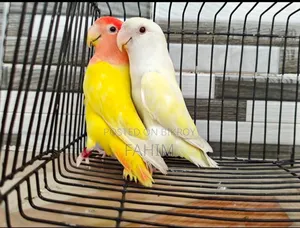 Love Bird Pair