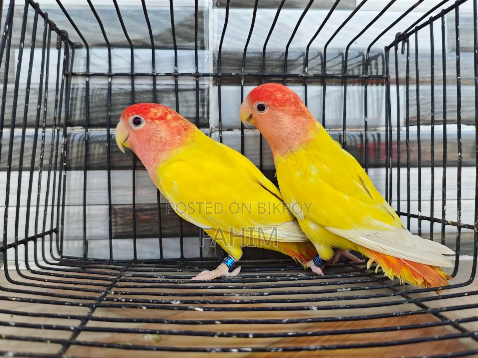 Love Bird Pair