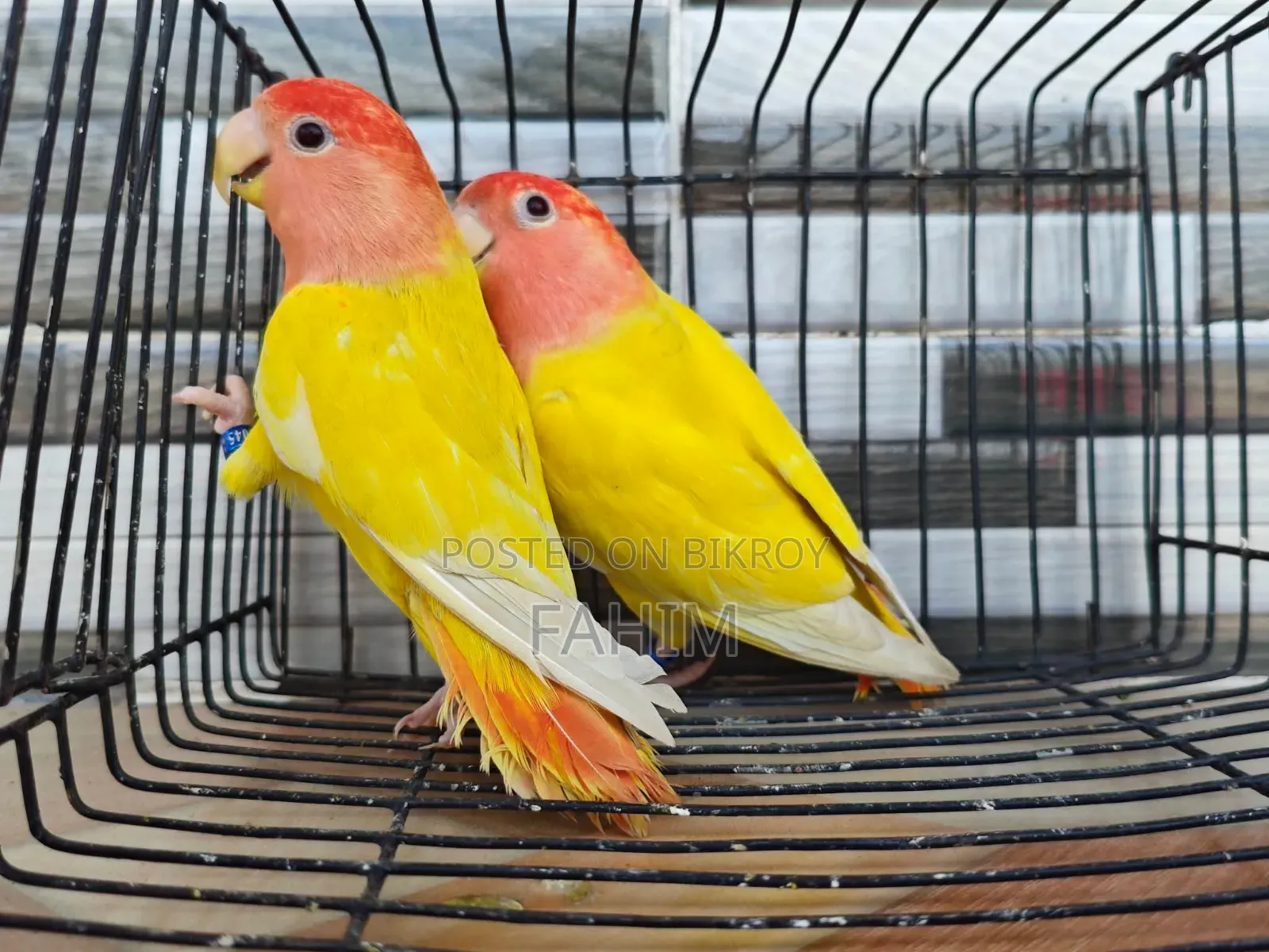 Love Bird Pair