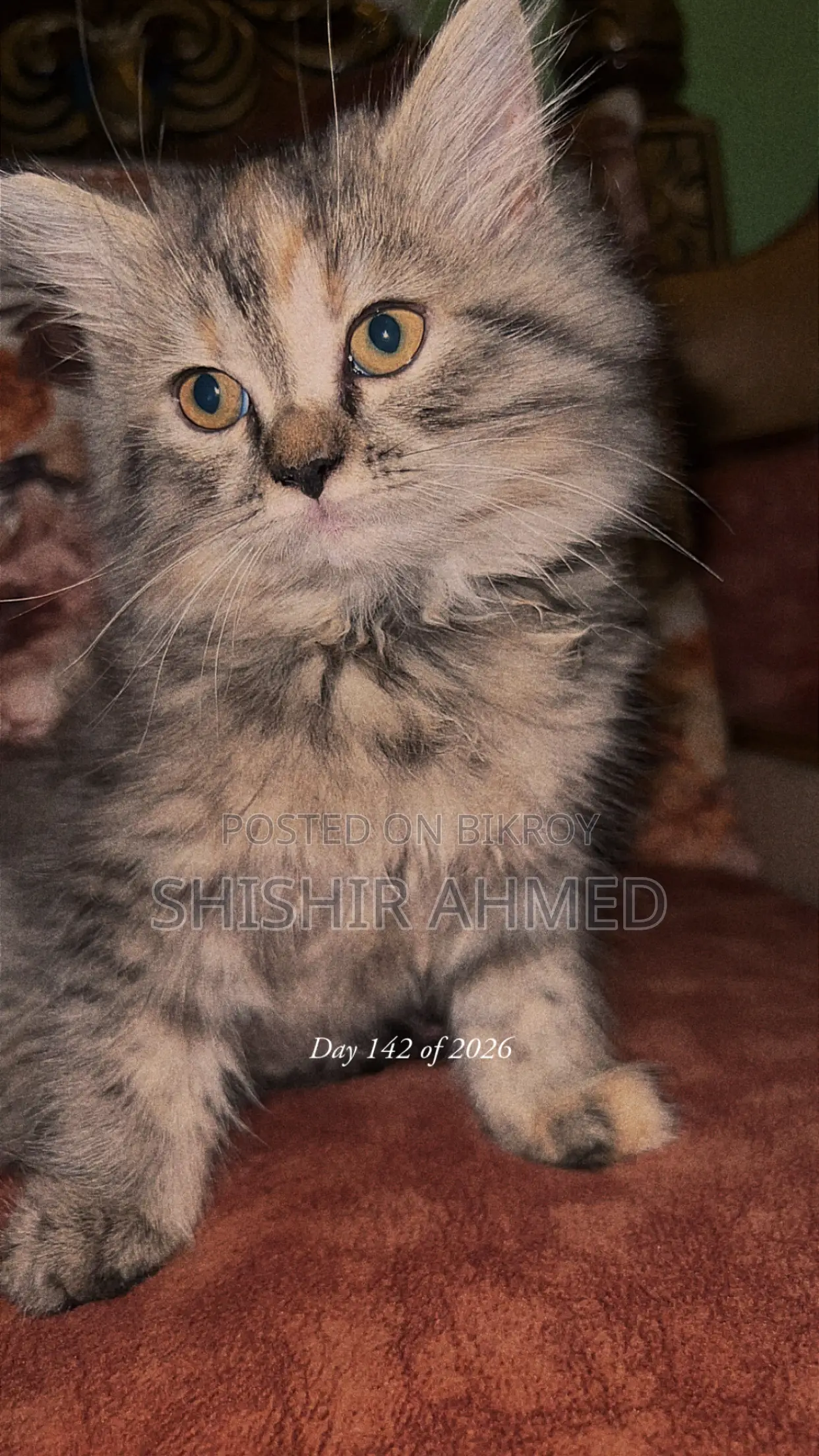 1-3 Months Female Purebred Persian