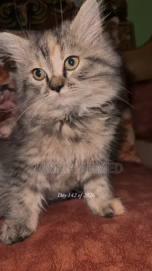 1-3 Months Female Purebred Persian