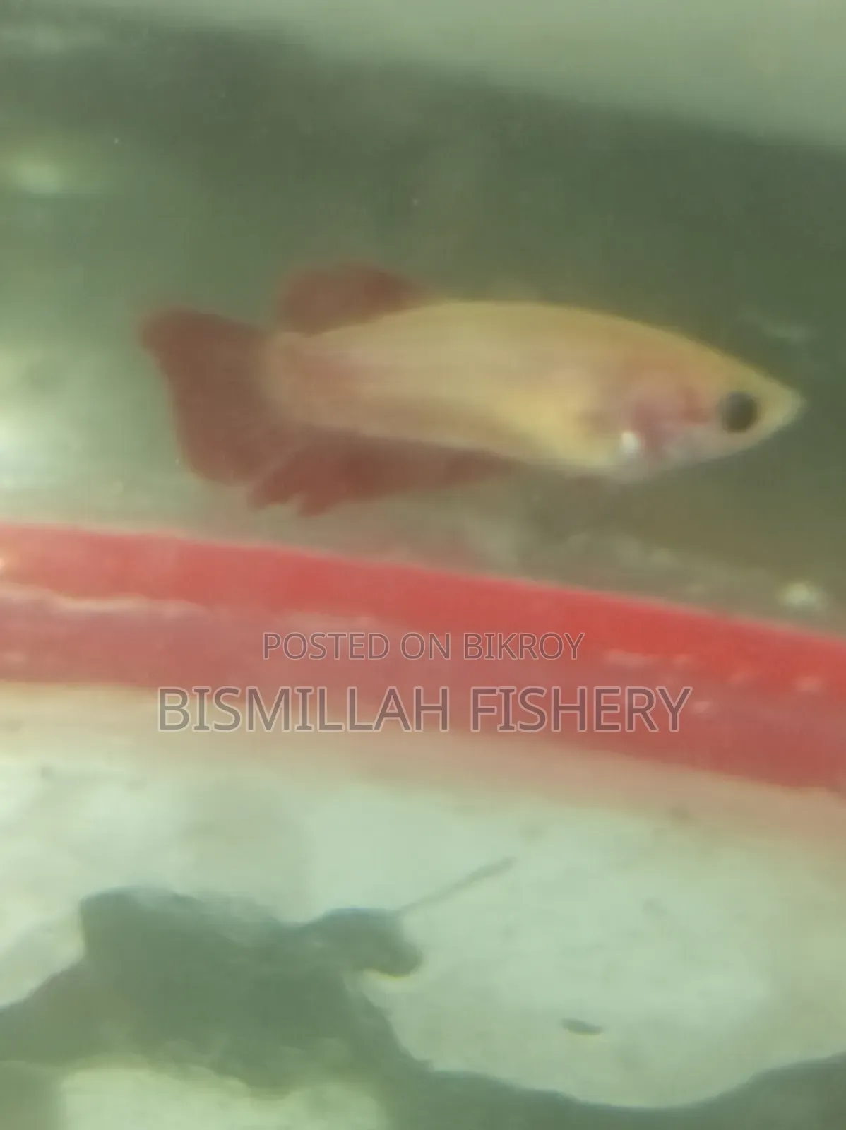 Eid Offer: Buy 2 Betta Fish and Get One Free