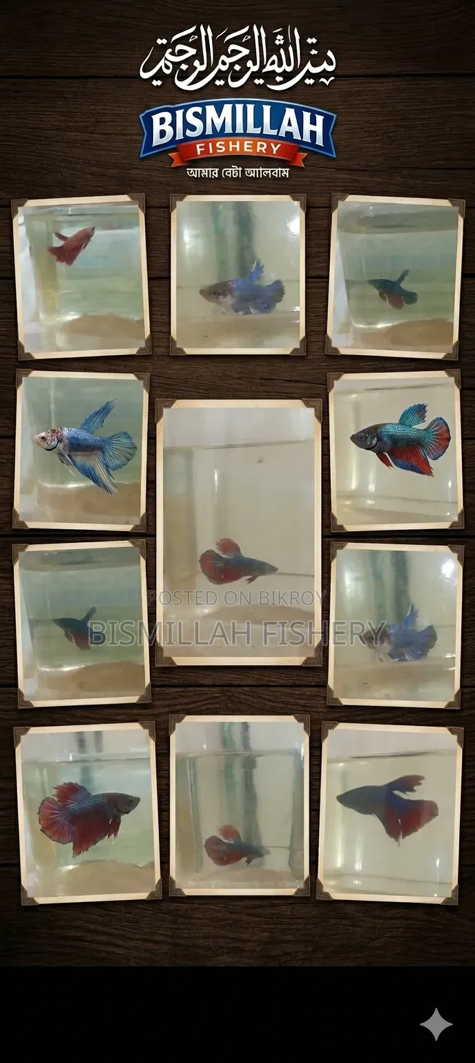 Eid Offer: Buy 2 Betta Fish and Get One Free