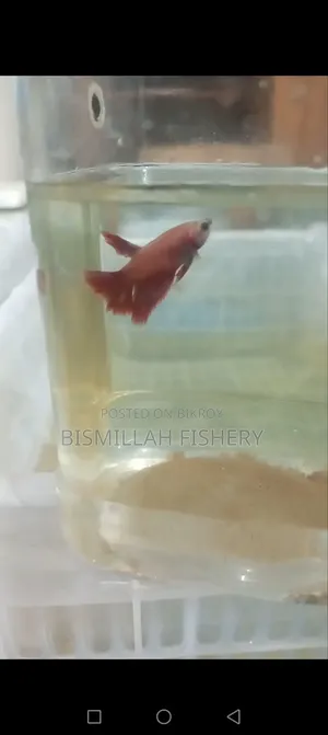 Eid Offer: Buy 2 Betta Fish and Get One Free