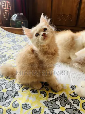 ১-৩ মাসের পুরুষ পিওরব্রেড পার্সিয়ান বিড়াল