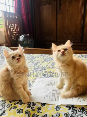 ১-৩ মাসের পুরুষ পিওরব্রেড পার্সিয়ান বিড়াল