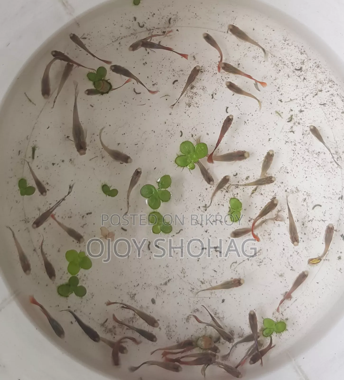 গাপ্পি মাছের বাচ্চা