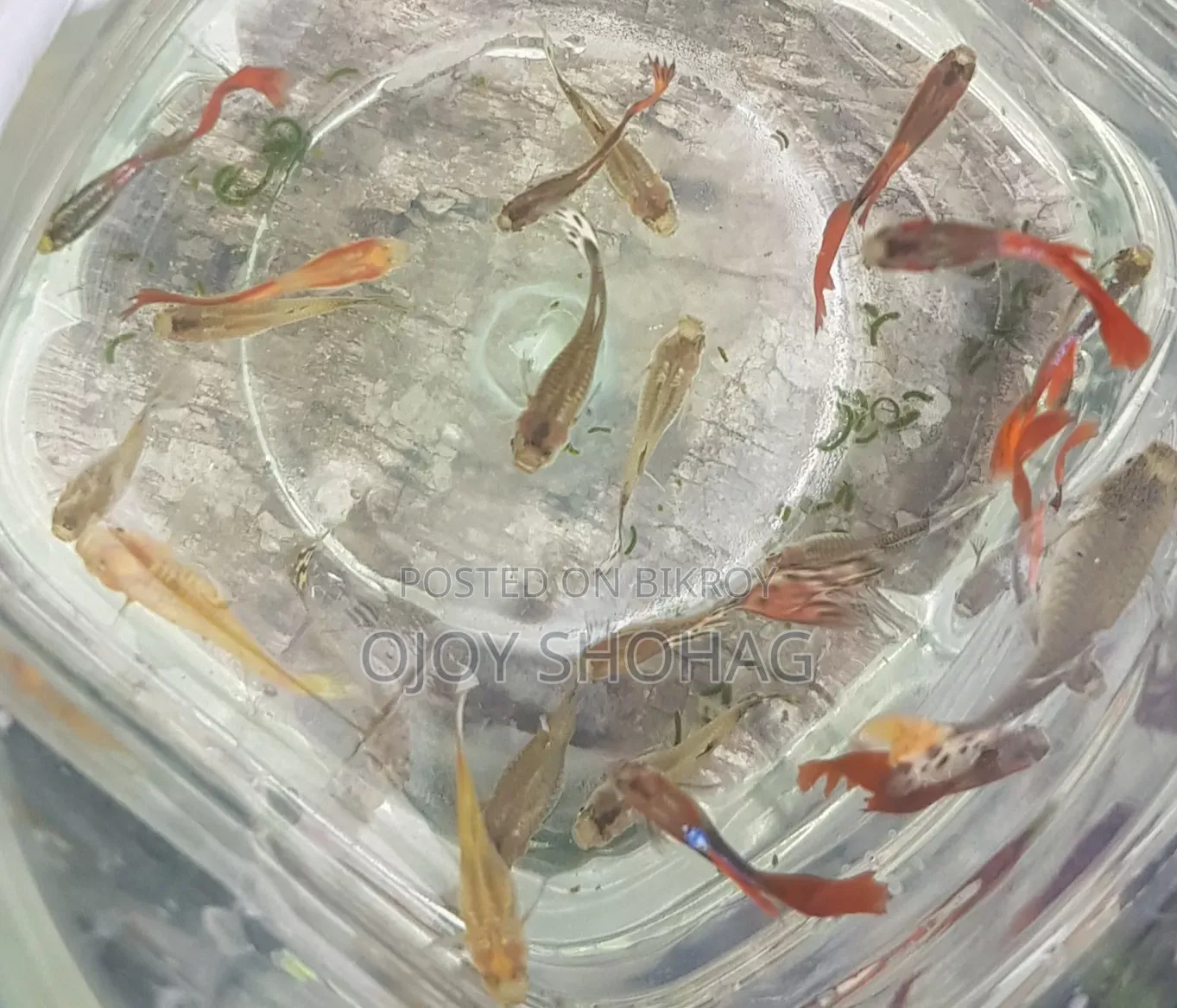 গাপ্পি মাছের বাচ্চা