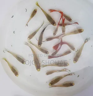 গাপ্পি মাছের বাচ্চা