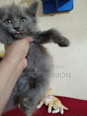 1-3 Months Female Purebred Persian Kitten