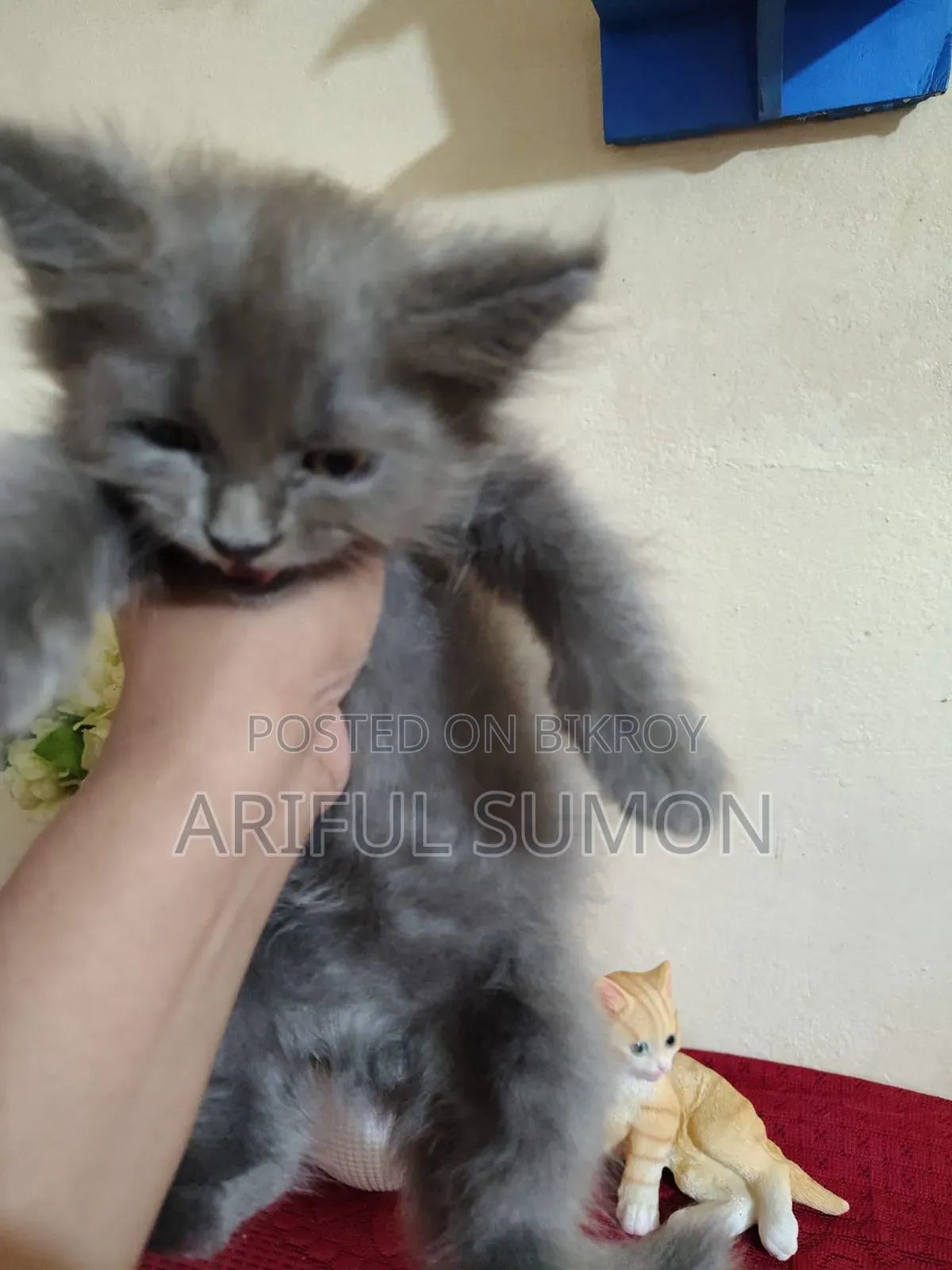 1-3 Months Female Purebred Persian Kitten