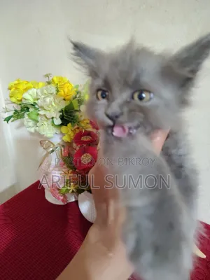 1-3 Months Female Purebred Persian Kitten
