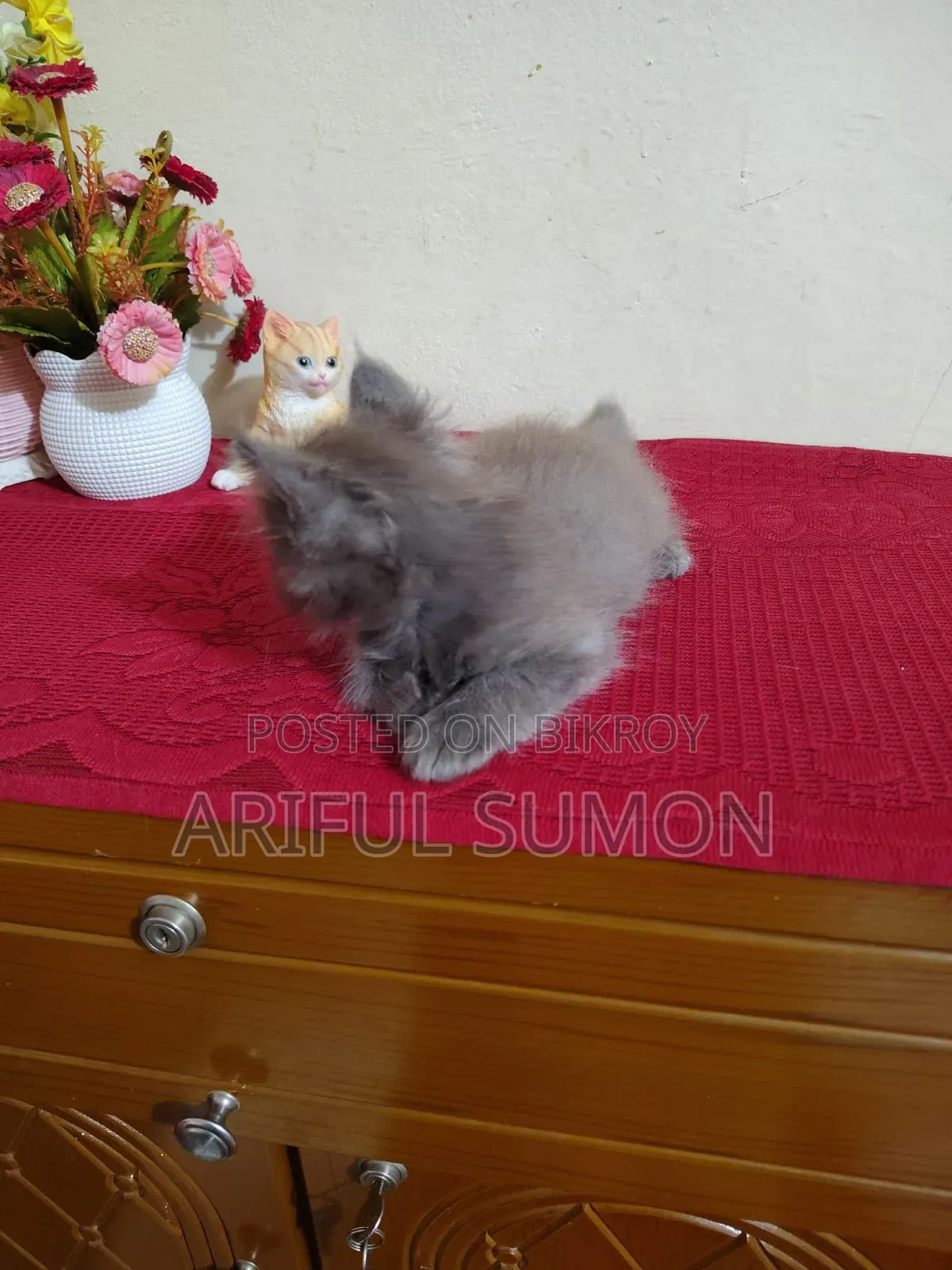 1-3 Months Female Purebred Persian Kitten