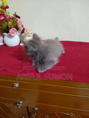 1-3 Months Female Purebred Persian Kitten