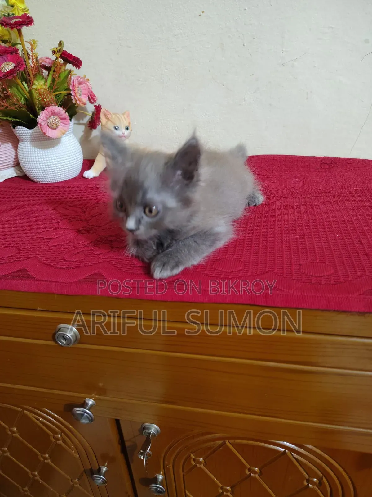 1-3 Months Female Purebred Persian Kitten