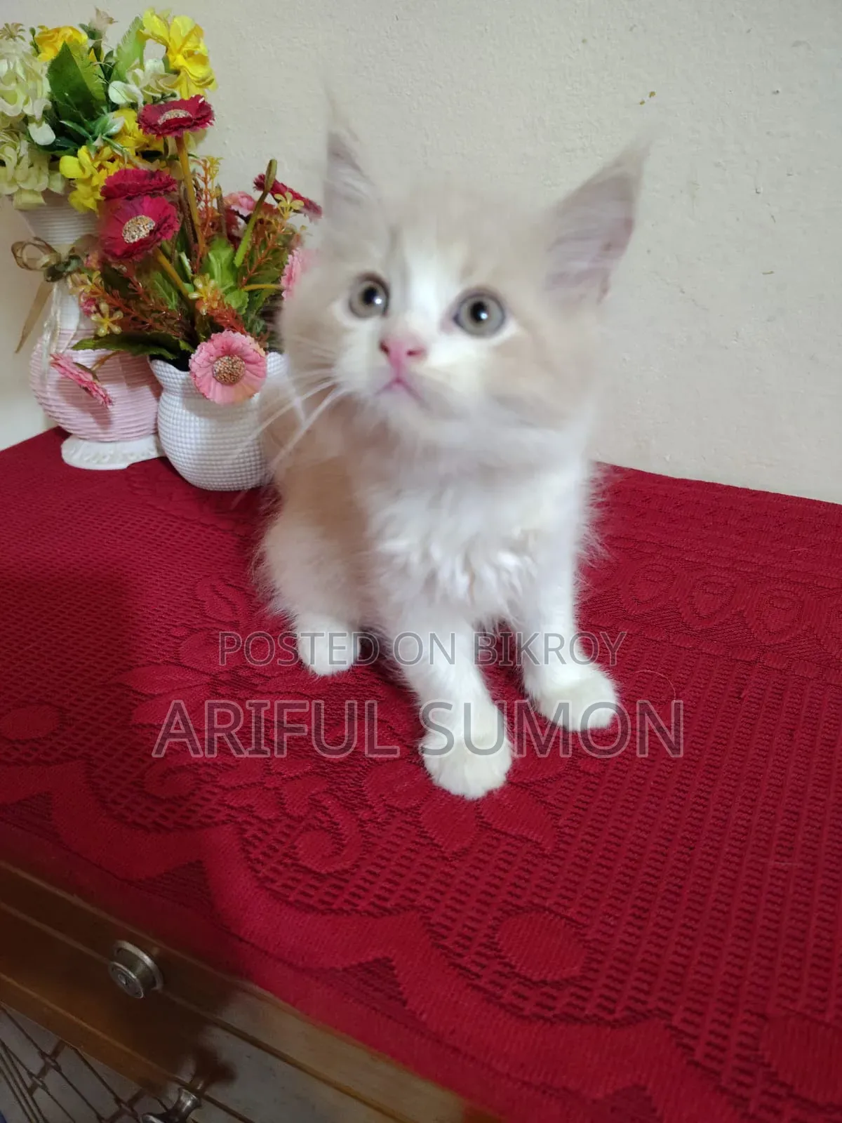1-3 Months Male Purebred Persian Kitten