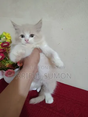 1-3 Months Male Purebred Persian Kitten