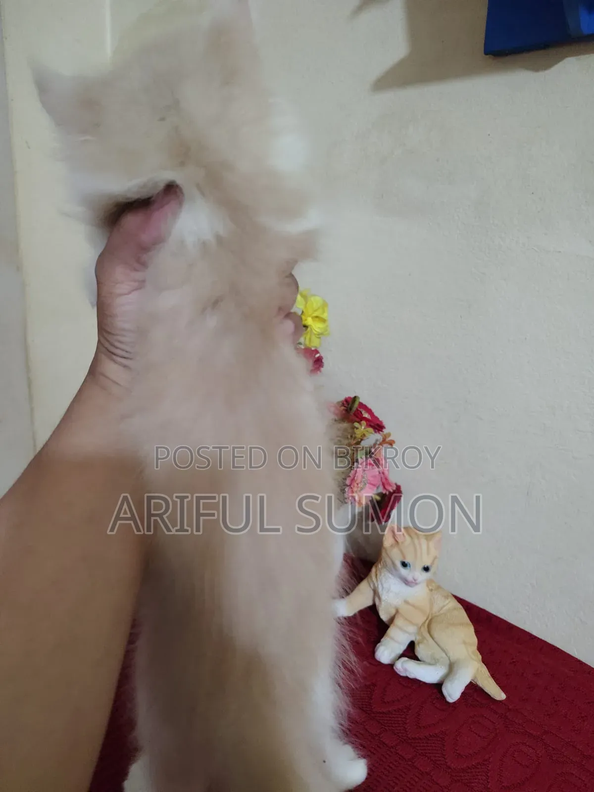1-3 Months Male Purebred Persian Kitten