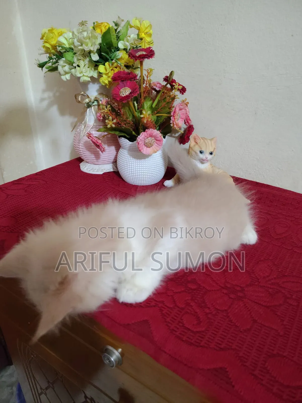 1-3 Months Male Purebred Persian Kitten