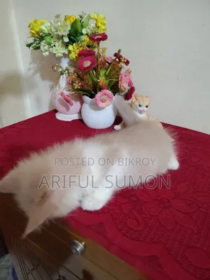 1-3 Months Male Purebred Persian Kitten