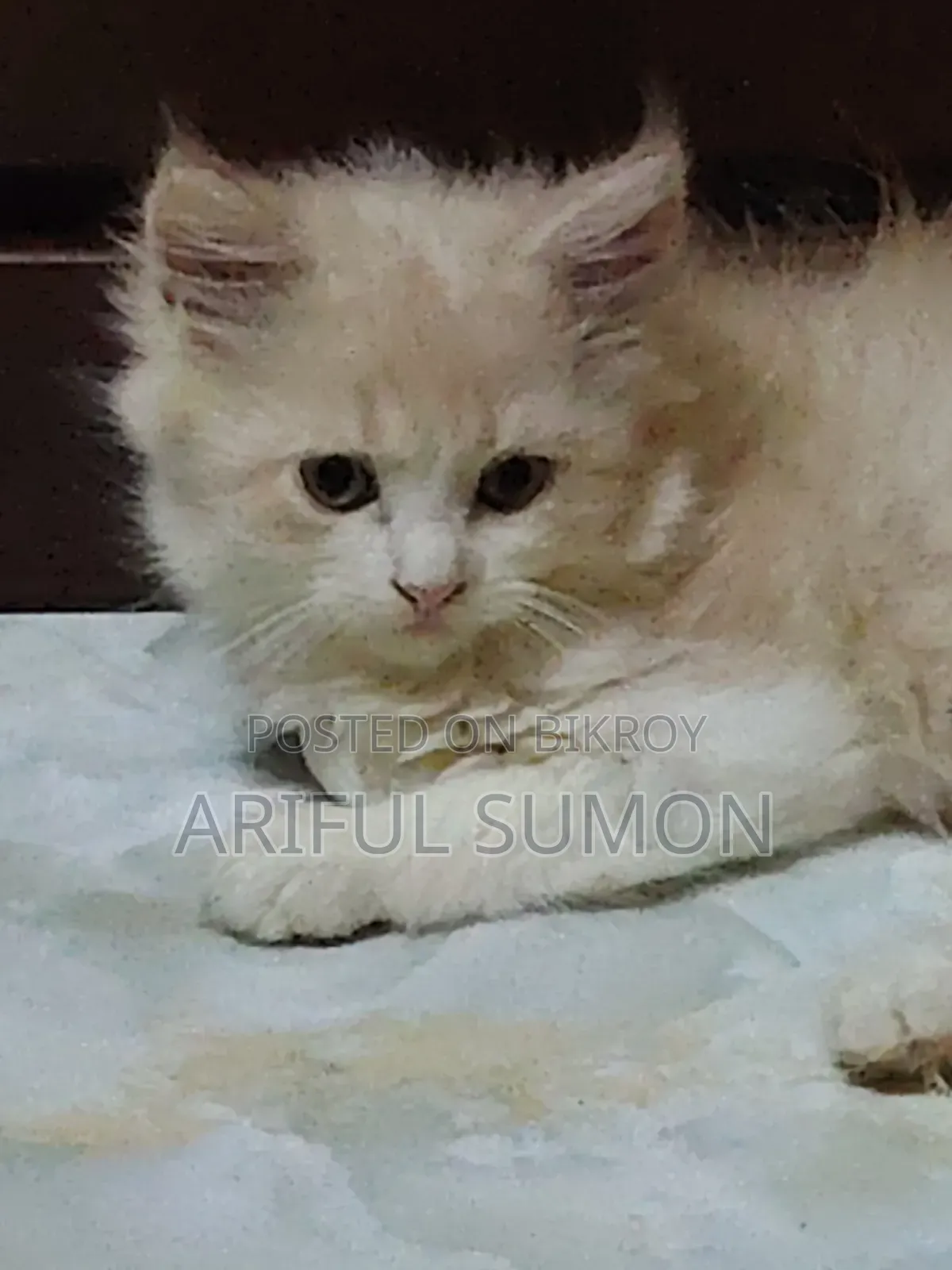 1-3 Months Male Purebred Persian Kitten