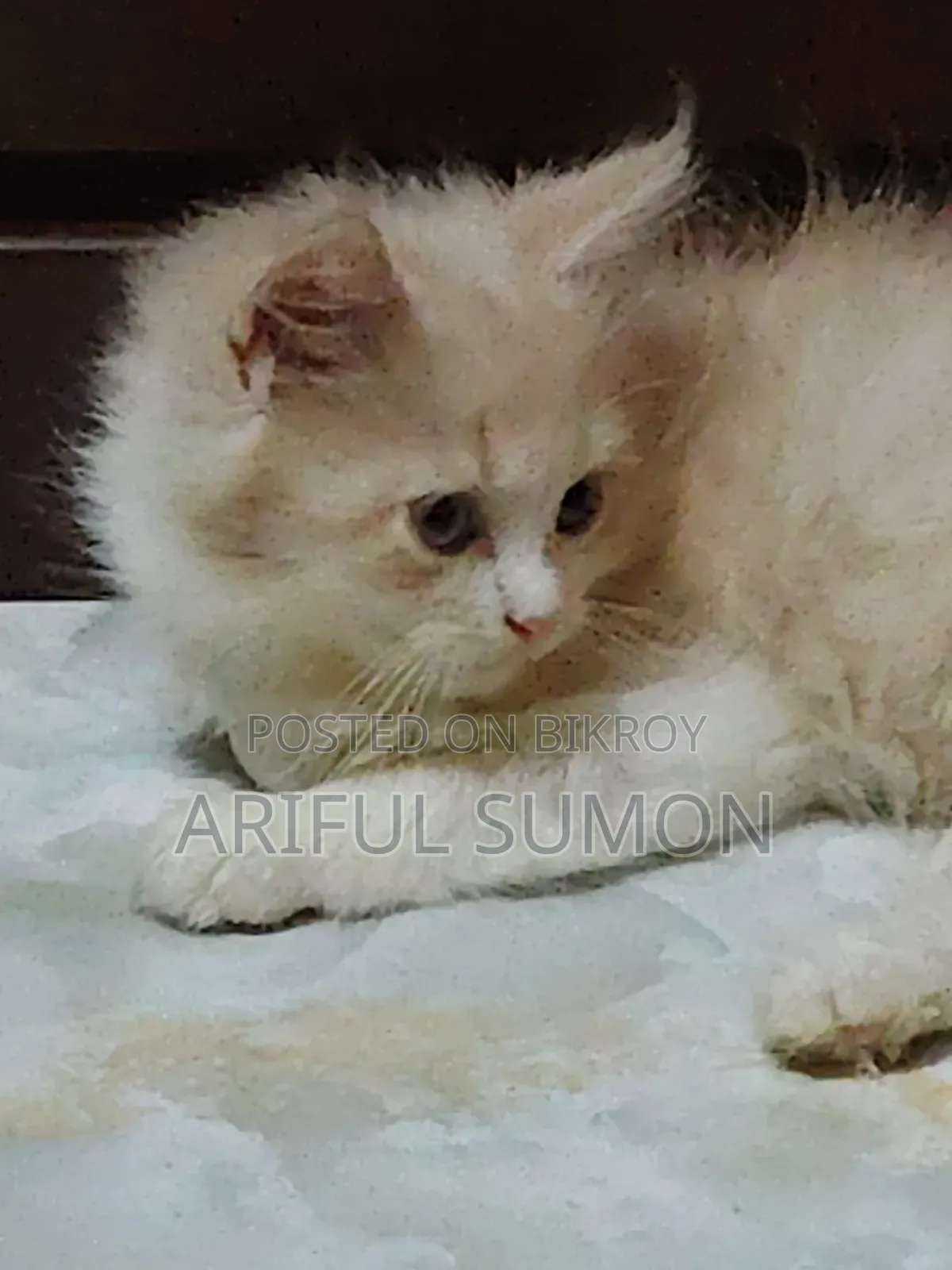 1-3 Months Male Purebred Persian Kitten