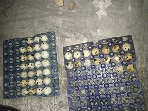 European Giant Quail Fertile Eggs
