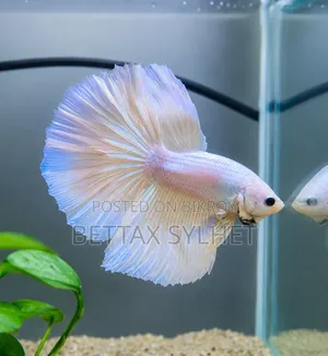 Betta Fish