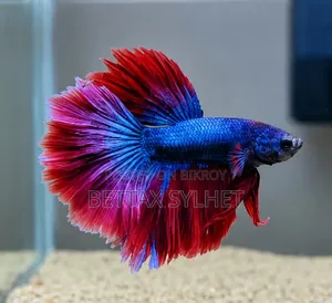 Betta Fish