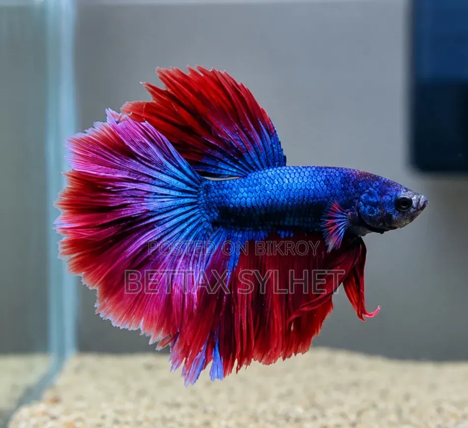 Betta Fish