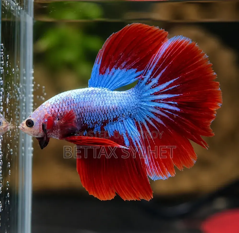 Betta Fish