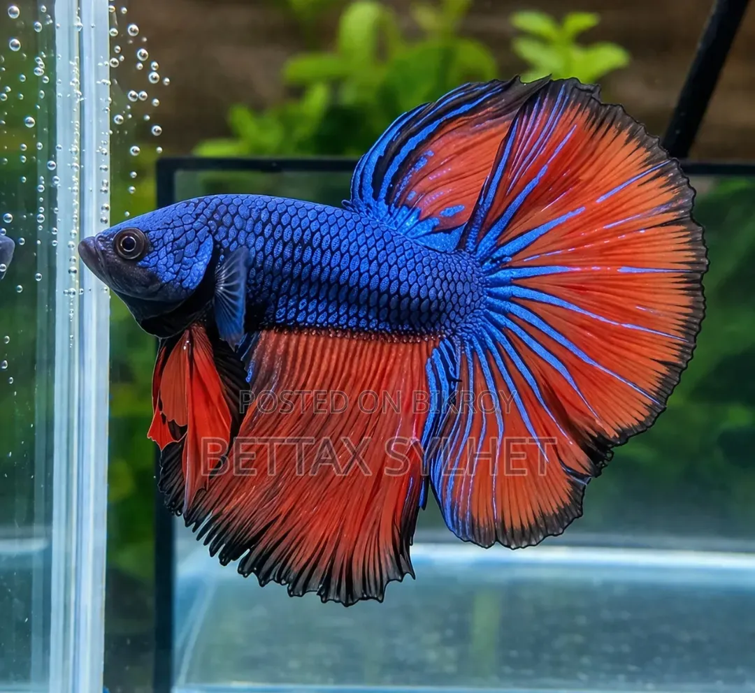 Betta Fish