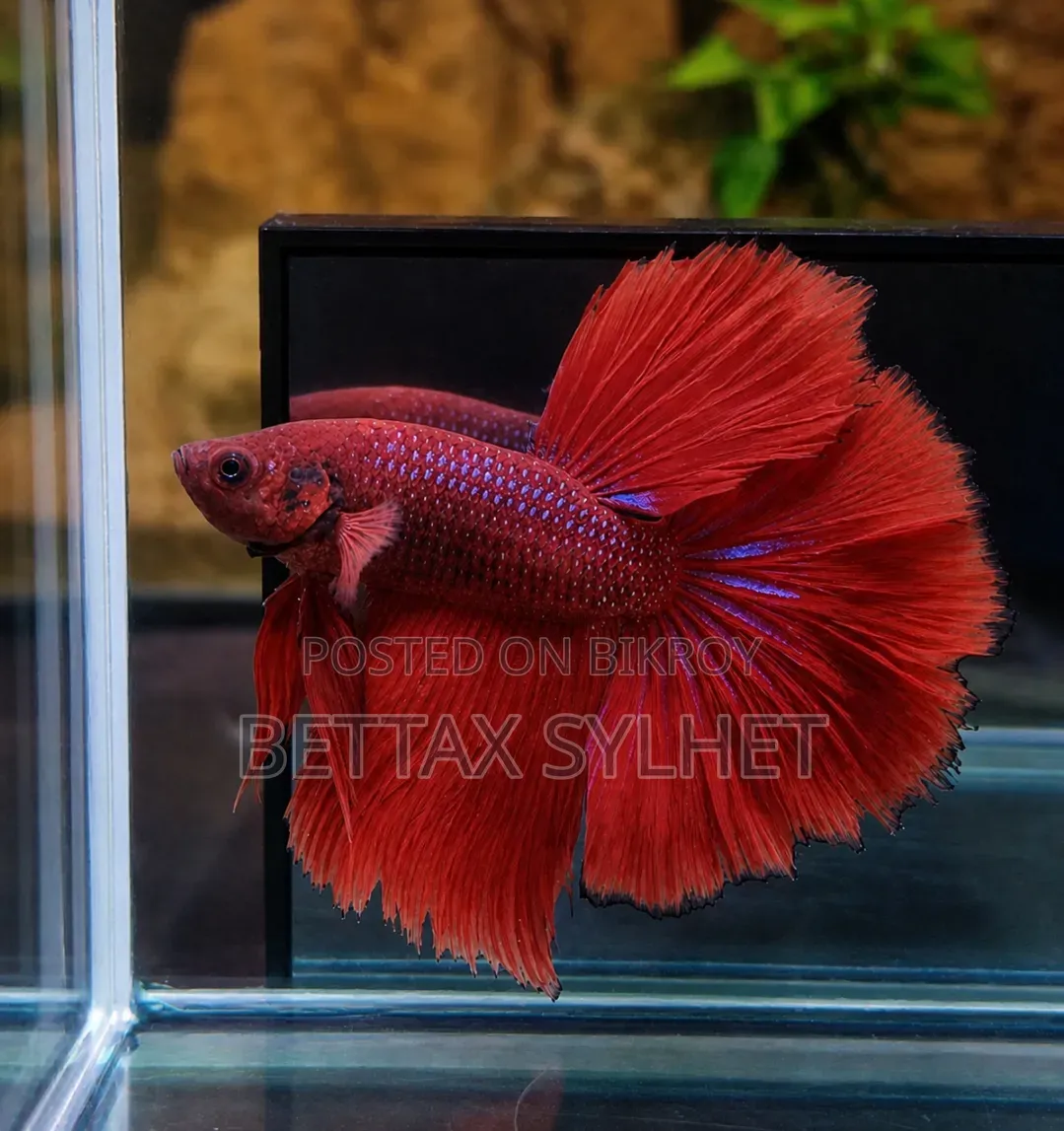 Betta Fish