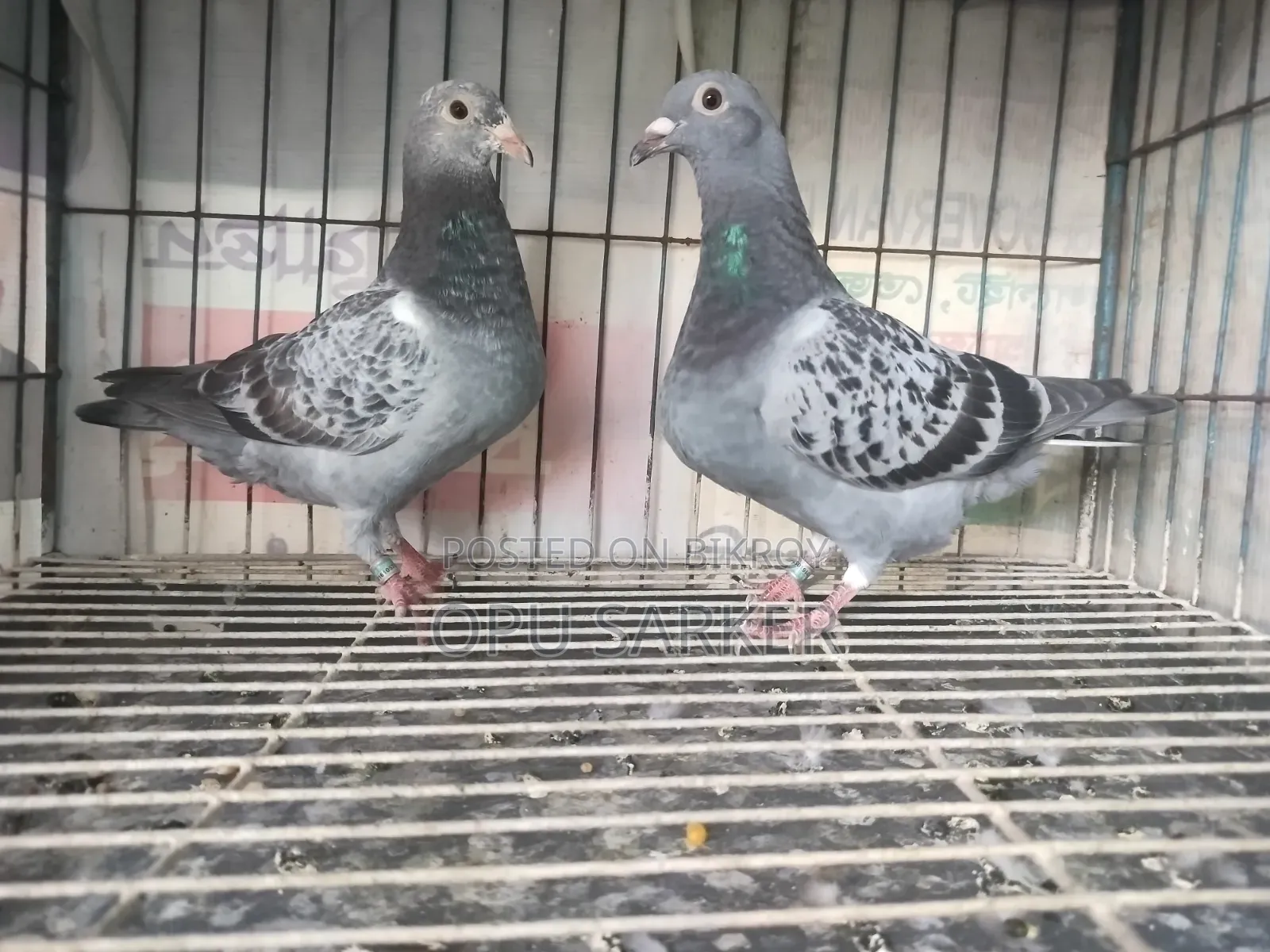 Racer Pigeons