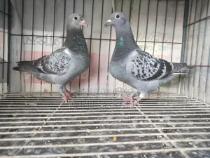 Racer Pigeons