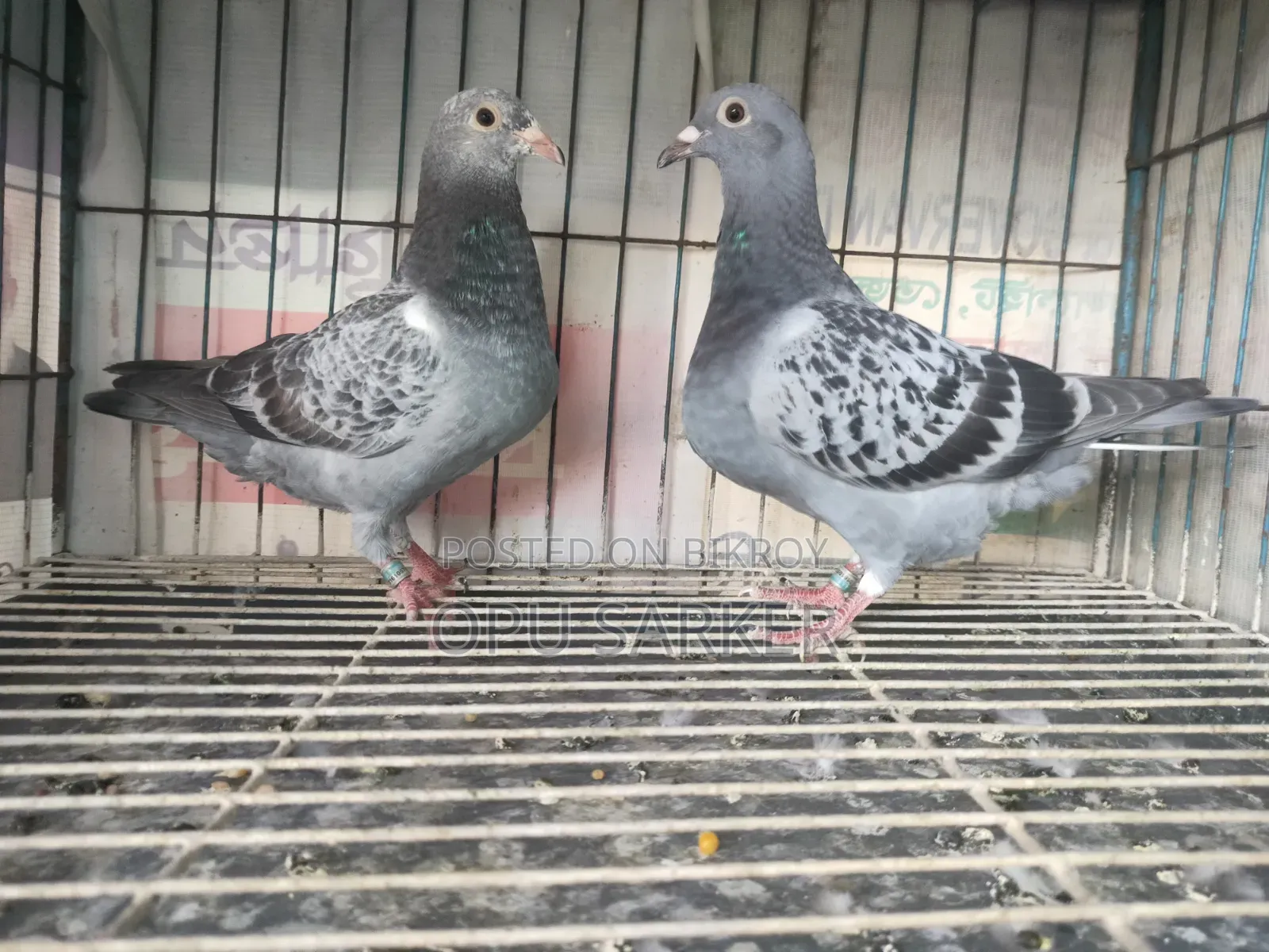 Racer Pigeons
