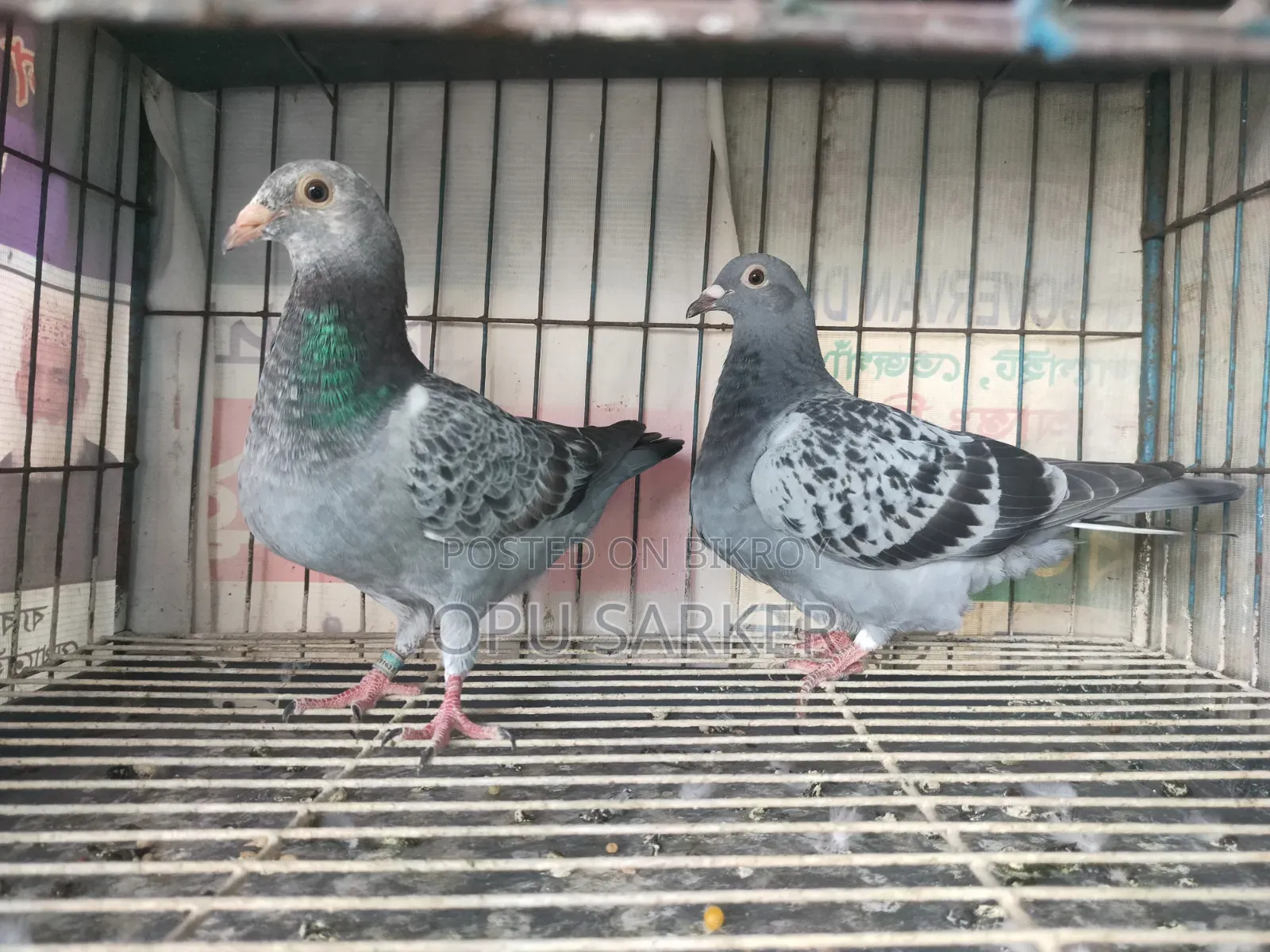 Racer Pigeons