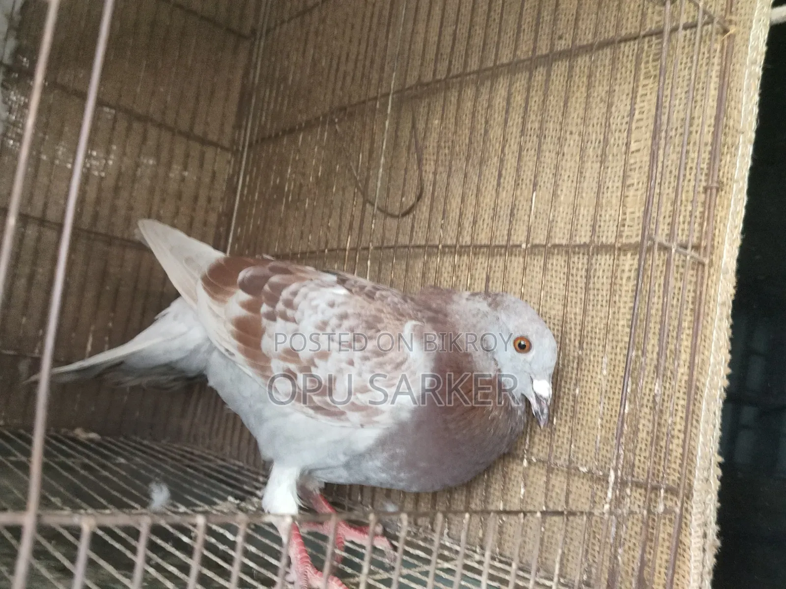 Racer Pigeons