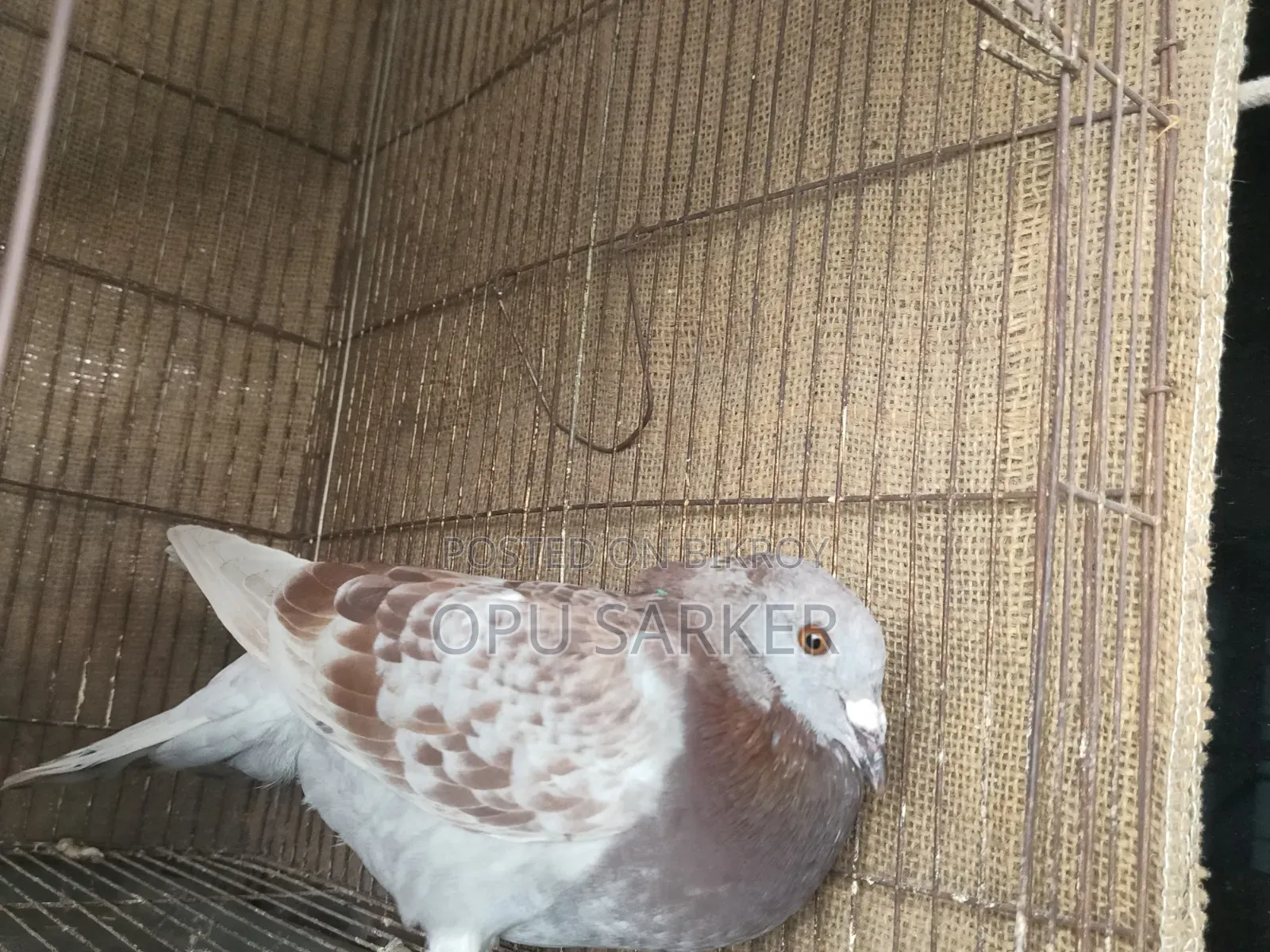Racer Pigeons